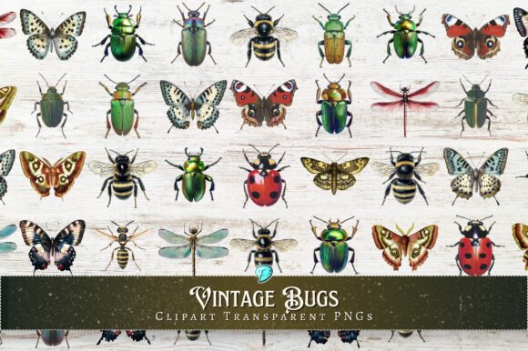 Vintage Bugs Clipart Transparent PNGs - Download Now